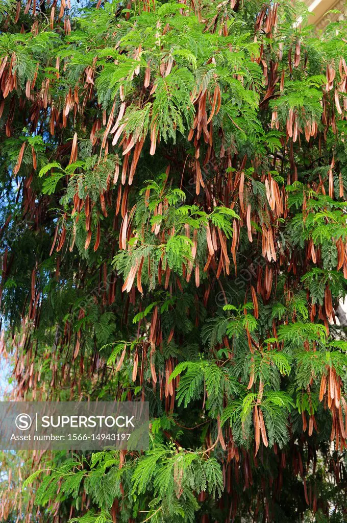 White siris or tall albizia (Albizia procera) is an ornamental tree native to southern Asia. Fruits (legumes) and leaves detail.