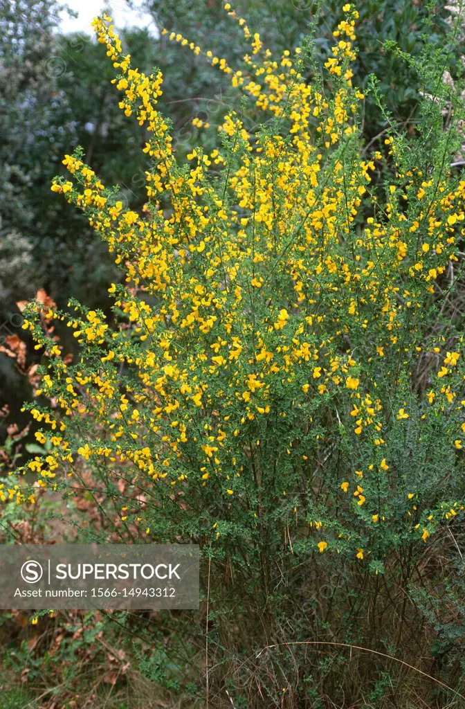 Cytisus arboreus or Sarothamnus arboreus is a shrub endemic to Spain (Catalonia and Andalucia), south Portugal and northwestern Africa. This photo was...