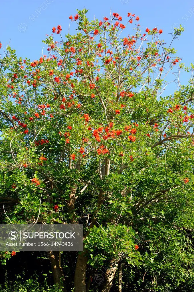 Cockspur coral tree (Erythrina crista-galli) is the national tree of Argentina. Is native to Argentina, south Brazil, Paraguay and Uruguay.