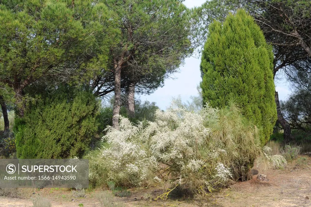 Bridal broom (Retama monosperma, Lygos monosperma or Genista monosperma) is a shrub native to southwestern Iberian Peninsula and northwest Morocco. Th...