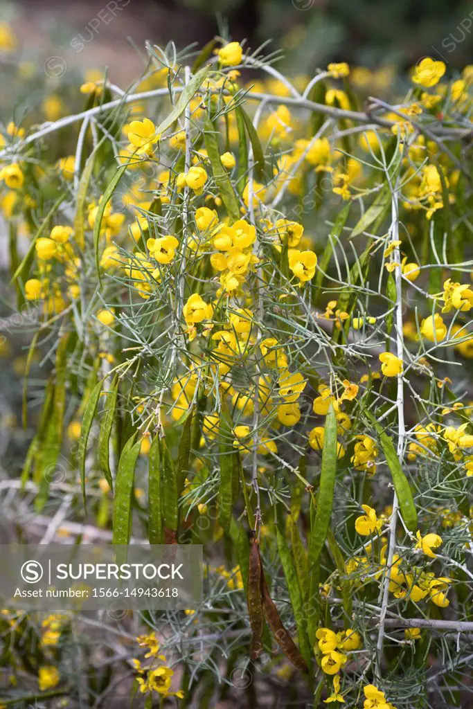 Silver senna or silver cassia (Senna artemisioides or Cassia artemisioides) is a shrub endemic to Australia. Flowers and fruits detail.