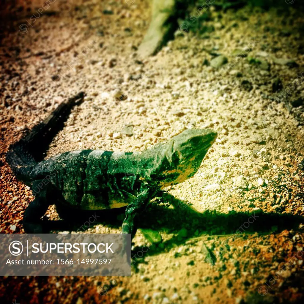 An iguana in Chichen Itza, Yucatan, Mexico