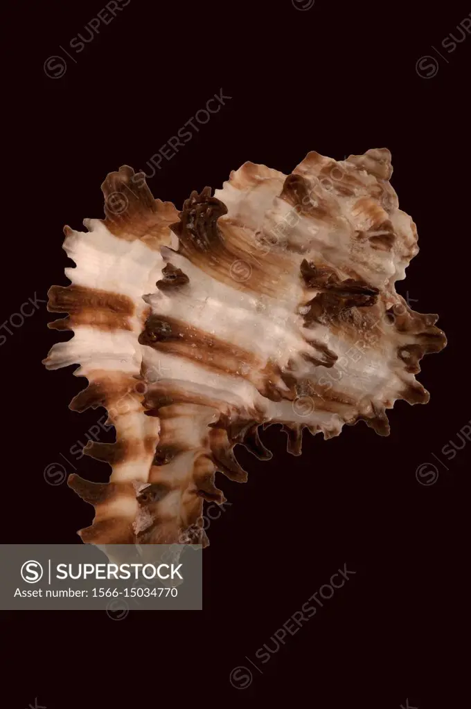 Seashell of Endive murex (Hexaplex cichoreum cichoreum) (or Murex endivia, or Murex foliacea), Malacology collection, Spain, Europe.