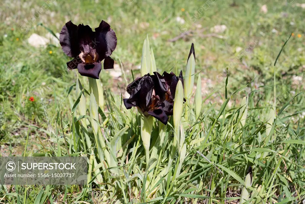 Jordan iris (Iris nigricans) is an endemic plant native to Jordan. It is the national flower of Jordan. This photo was taken near Madaba, Jordan.