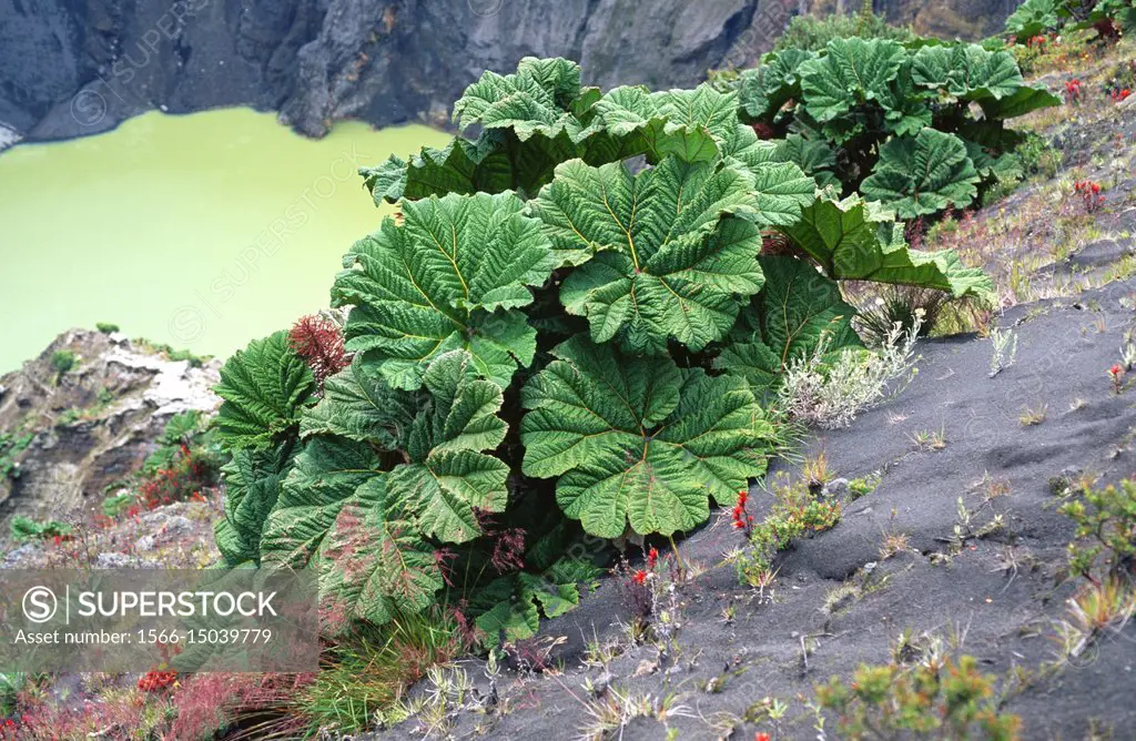Poor man umbrella (Gunnera insignis) is a big herbaceous plant native to tropical America from Honduras to Colombia. This photo was taken in Poas Volc...
