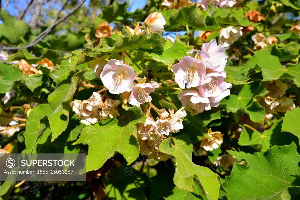 Pink wild pear (Dombeya burgessiae) is a big shrub or small tree native to Africa, from Tanzania to South Africa. Flowers and leaves detail.