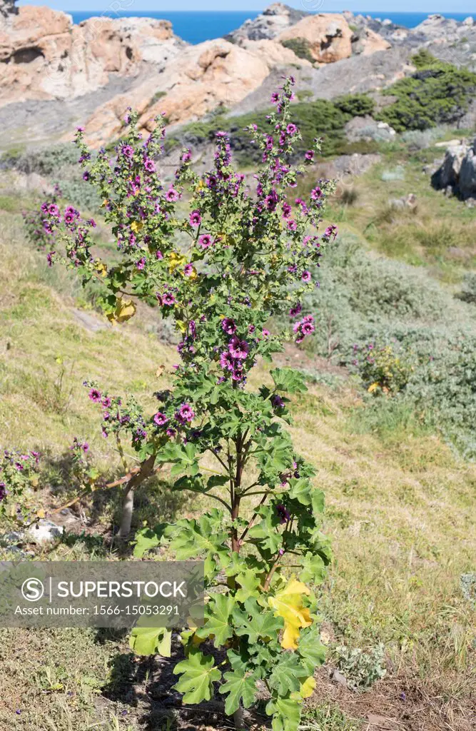 Tree mallow (Lavatera arborea, Malva arborea or Malva eryocalix) is a shrub native to western Europe coasts and Mediterranean Basin. This photo was ta...