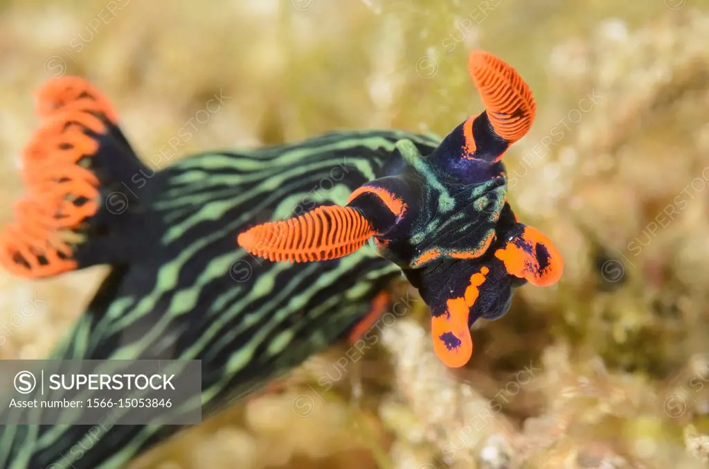 sea slug or nudibranch, Nembrotha kubaryana, Lembeh Strait, North Sulawesi, Indonesia, Pacific.