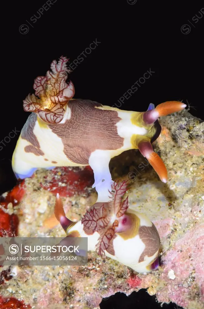 mating sea slug or nudibranch, Nembrotha chamberlaini, Lembeh Strait, North Sulawesi, Indonesia, Pacific.