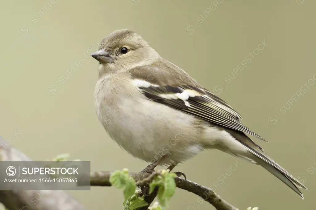 Common Chaffinch ( Fringilla coelebs ), female in spring, perched on a branch in a tree, fresh green leaves, wildlife, Europe.