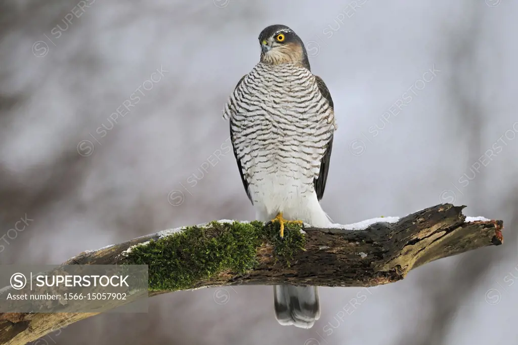 Sparrowhawk / Sperber ( Accipiter nisus ), female in winter, perched on a rotten snow covered tree, wildlife, Europe.