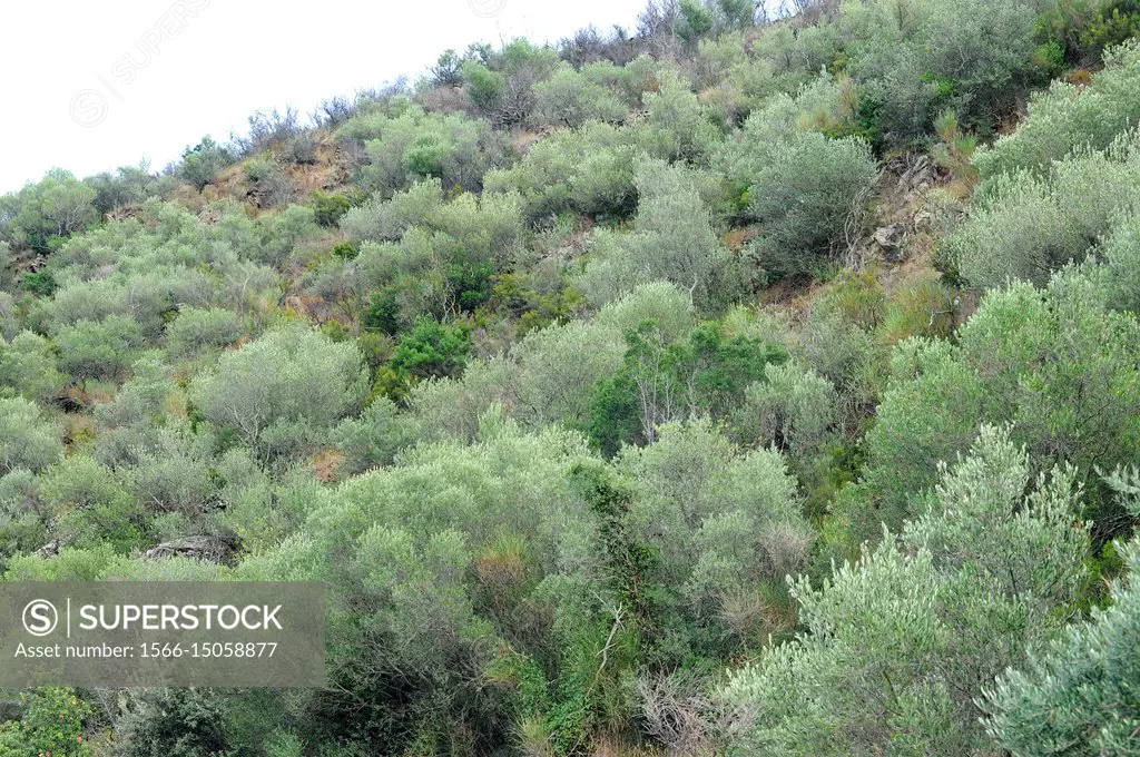 Wild olive (Olea europaea sylvestris or Olea europaea oleaster) is a shrub or small tree native to Mediterranean Basin. This photo was taken in Rabos ...