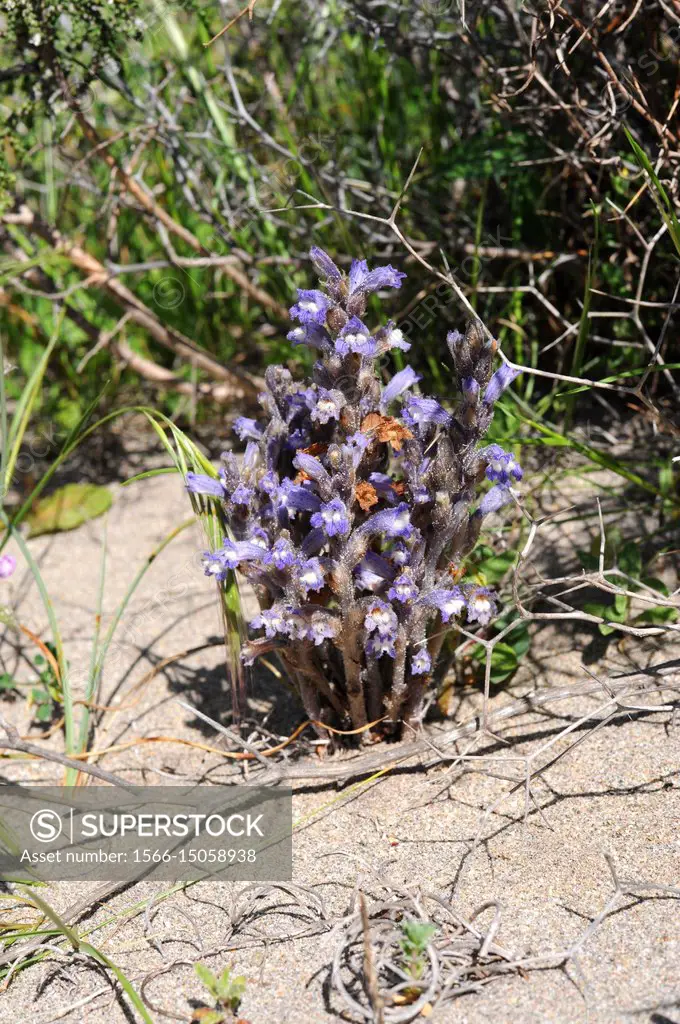 Branched broomrape or hemp broomrape (Orobanche ramosa) is a parasite plant native to Europe, north Africa and Asia. This photo was taken in Cabo de G...