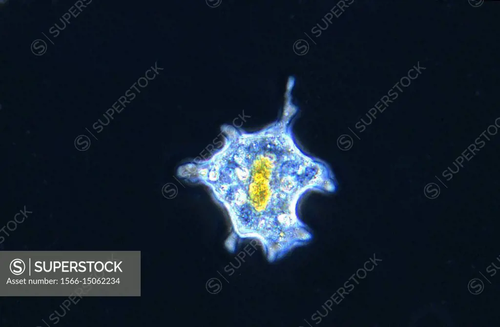 Amoeba Rhizopoda Protozoans Optic microscopy