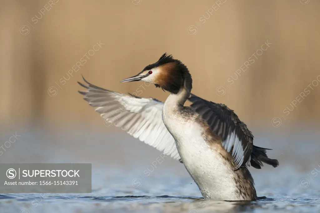 Great Crested Grebe (Podiceps cristatus), adult, rearing high up out of the water beating with its wings, wildlife, Germany, Europe.