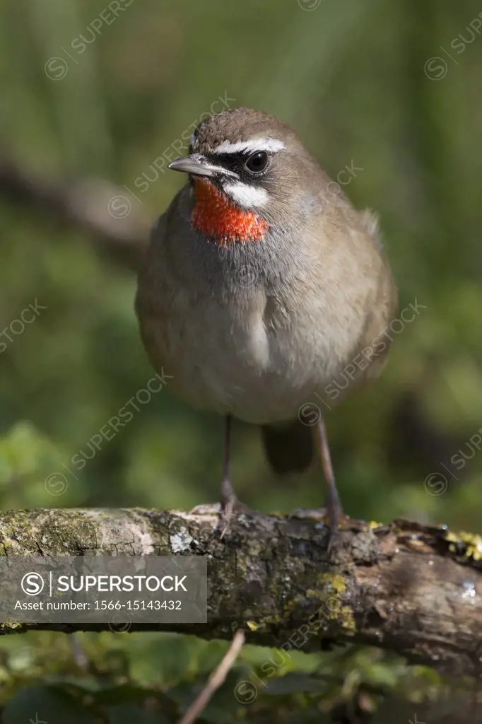 Siberian Rubythroat ( Luscinia calliope ), second calendar year, male bird, perched on a rotten branch, wildlife, Europe, Netherlands.