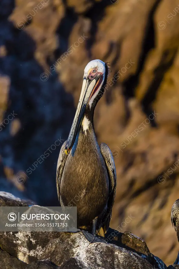 Brown pelican, Pelecanus occidentalis, in breeding plumage, Isla San Pedro Martir, Baja California, Mexico.