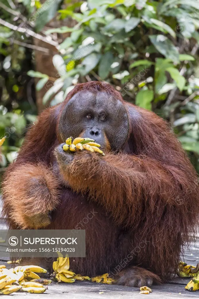 Adult male Bornean orangutan, Pongo pygmaeus, Tanjung Harapan, Borneo, Indonesia.