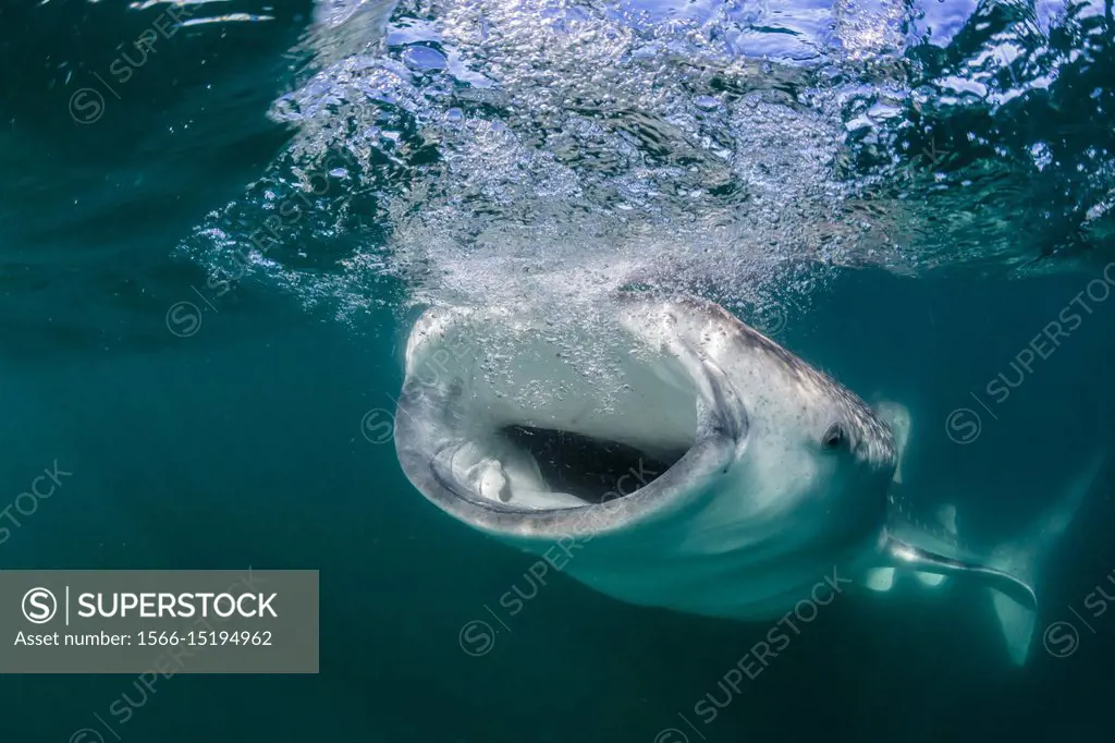The Whale Shark of La Paz (Rhincodon Typus) - Get to Know the