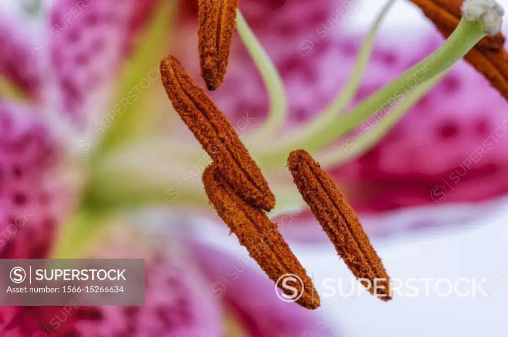 A close up of a purple and white lily in a studio.