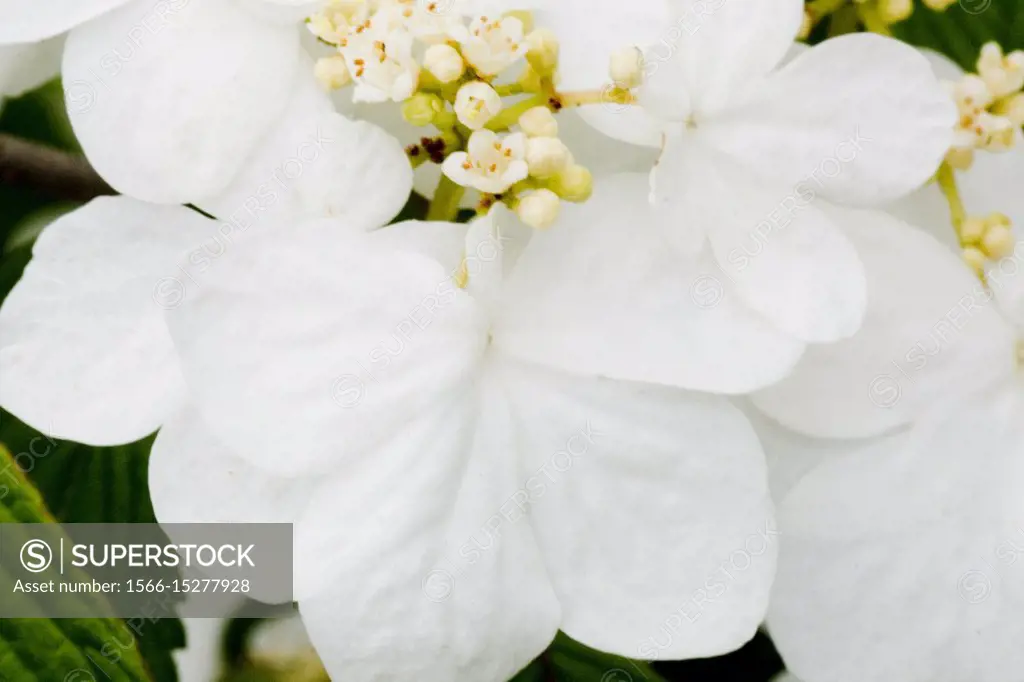 White BigLeaf Hydrangea, Hydrangea macrophylla.