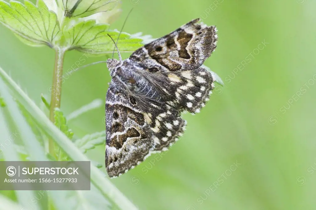 Mother Shipton, Euclidia mi, Callistege mi a showy diurnal moth that flies in May-June. Wingspan is 13-16mm. Wings have a distinct marbled pattern. Mo...