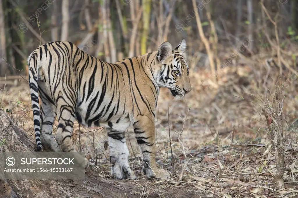 Tadoba National Park & Tiger Reserve Travel Information Guide