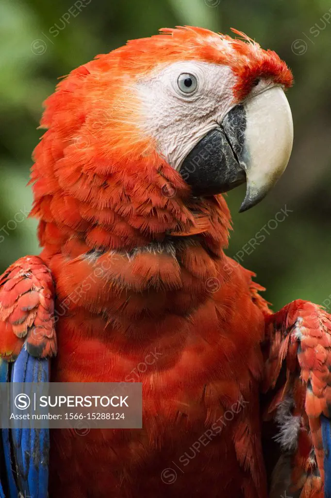 Scarlet macaw (Ara macao), portrait. Guatemala, Central America.