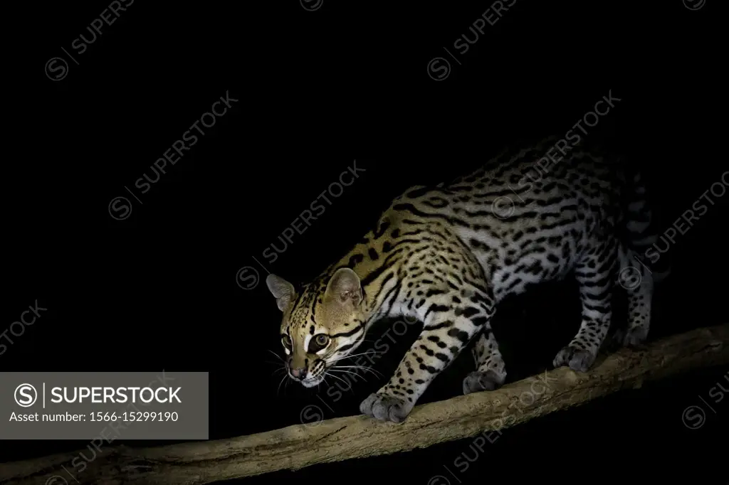 Ocelot (Leopardus pardalis) at night, Pantanal, Mato Grosso, Brazil.
