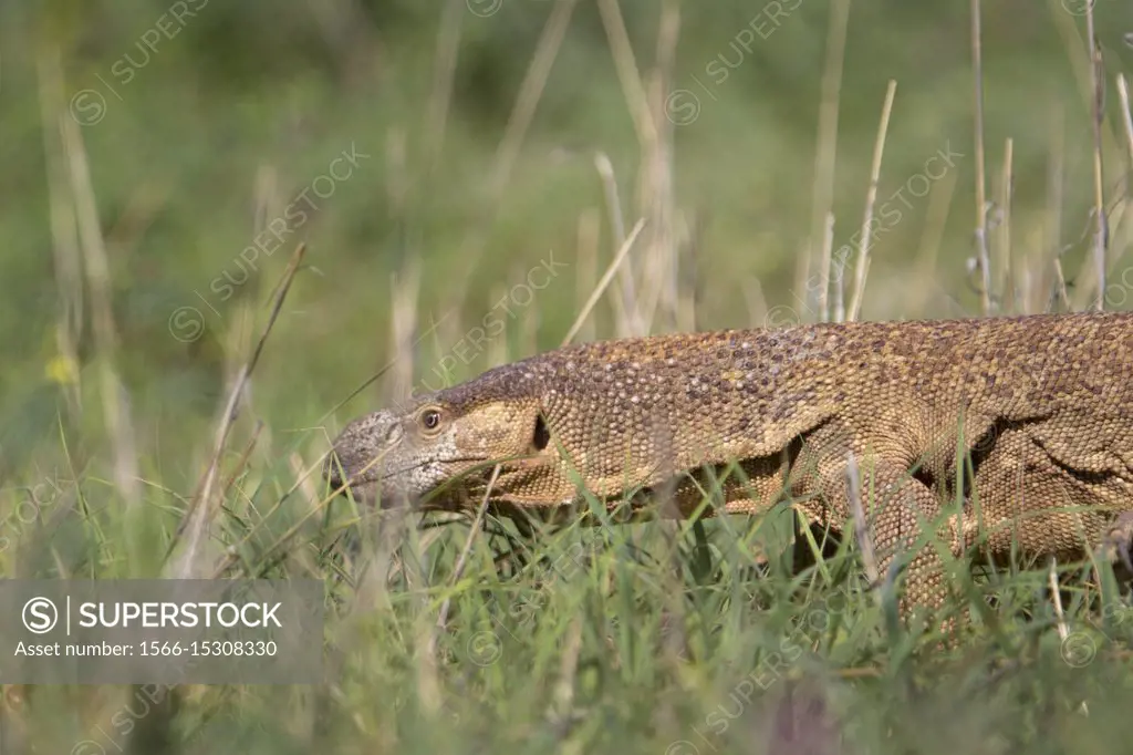 Monitor lizards (genus Varanus), Kalahari desert, Kgalagadi Transfrontier Park, South Africa.