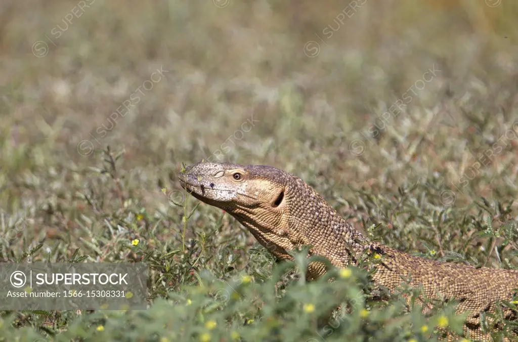 Monitor lizards (genus Varanus), Kalahari desert, Kgalagadi Transfrontier Park, South Africa.