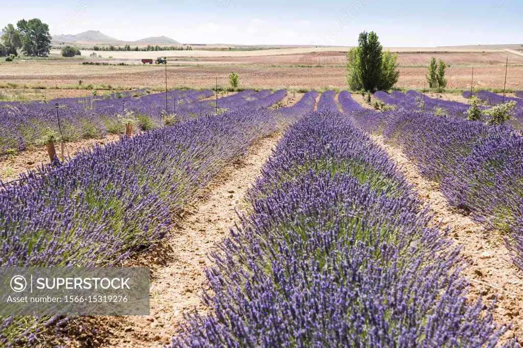 Lavender plantation in El Pobo Teruel Aragon Spain.
