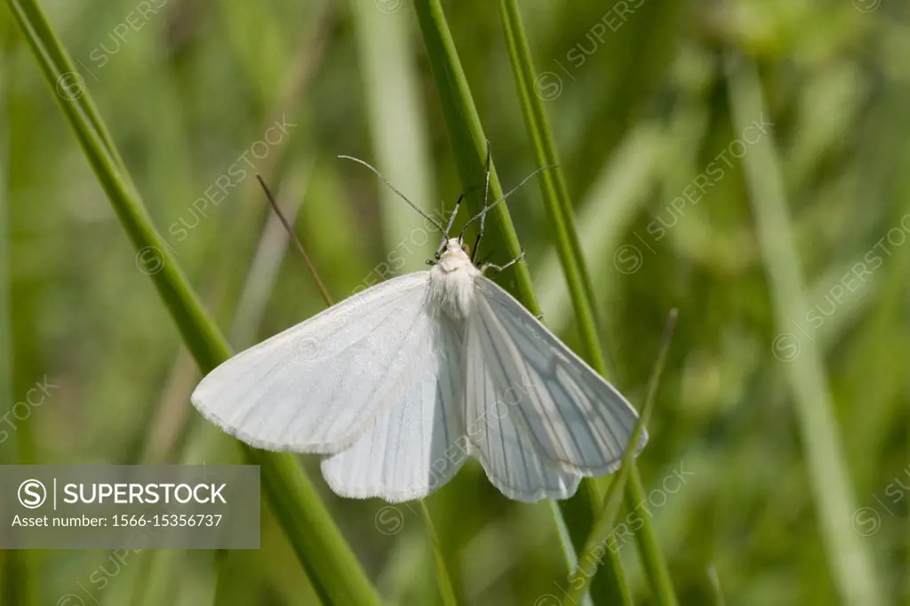 Black-veined Moth, Siona lineata, a large white moth marked by black veins. Diurnal Geometrid. Looper caterpillar. Foodplants: Salix, Vicia, Galium, V...