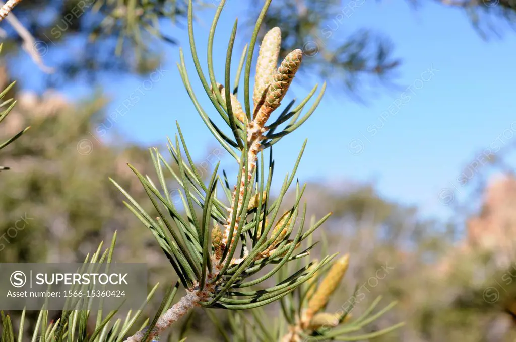 Single-leaf pinyon (Pinus monophylla) is a coniferous tree native to western USA and Baja California (Mexico). Leaves detail. This photo was taken in ...