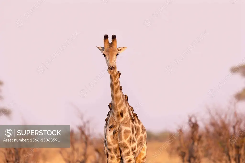 Africa, Southern Africa, Bostwana, Savuti National Park, Northern giraffe (Giraffa camelopardalis), adult., with Red-billed oxpecker (Buphagus erythro...