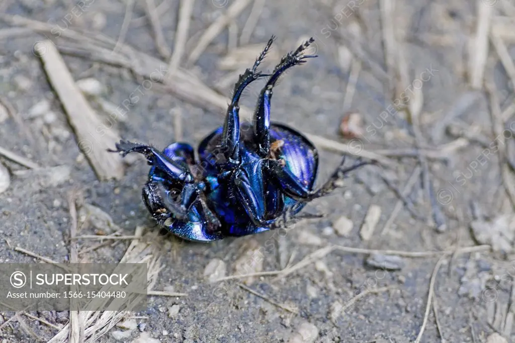 Dor Beetle, Spring Dor Beetle,Trypocopris vernalis. Underside showing red mites. Trypocopris vernalis is large earth-boring dung beetle tht inhabits w...