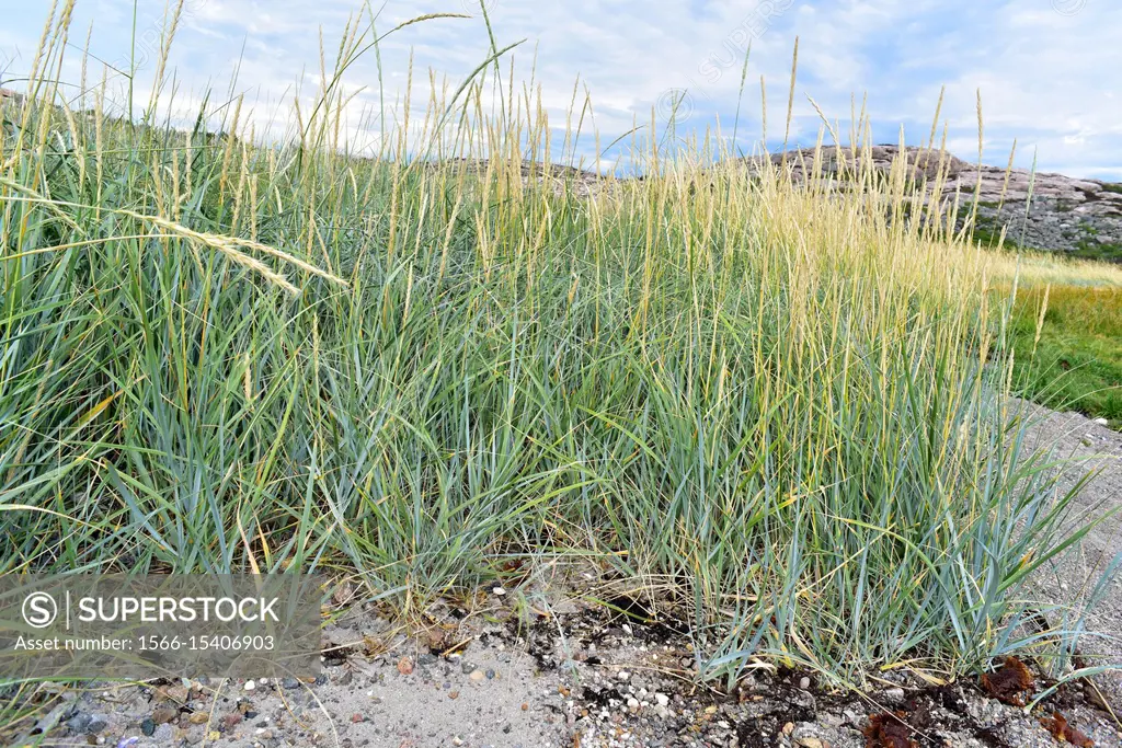 Blue lyme grass or sea lyme grass (Leymus arenarius or Elymus arenarius) is a perennial herb native to west north Europe. This photo was taken in Bohu...