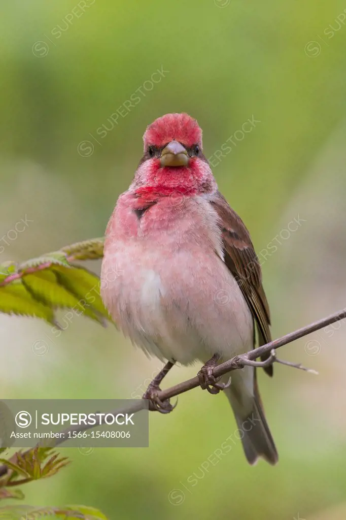 Common Rosefinch (Carpodacus erythrinus. ) Adult male standing on a twig, Oulu, Northern Ostrobothnia, Finland.