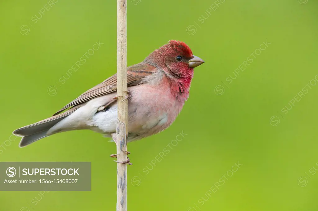 Common Rosefinch (Carpodacus erythrinus. ) Adult male standing on a twig, Oulu, Northern Ostrobothnia, Finland.