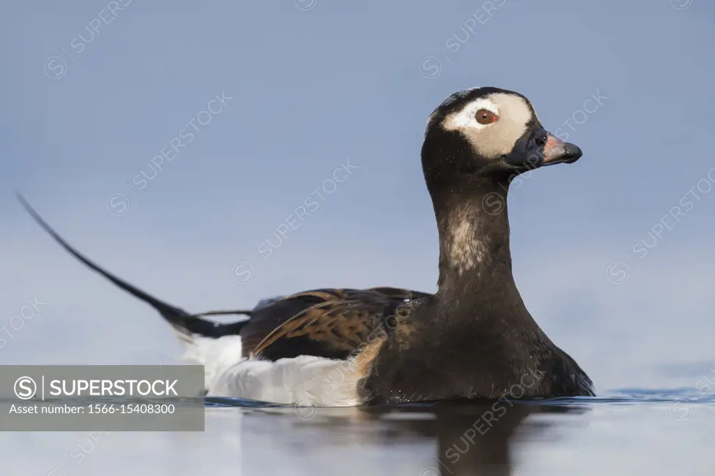 Long-tailed Duck (Clangula hyemalis), adult male swimming in a pond.