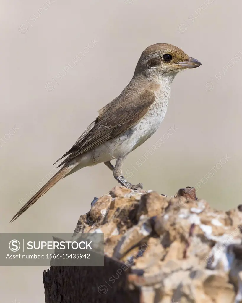 Red-backed Shrike (Lanius collurio), juvenile standing on a wall.