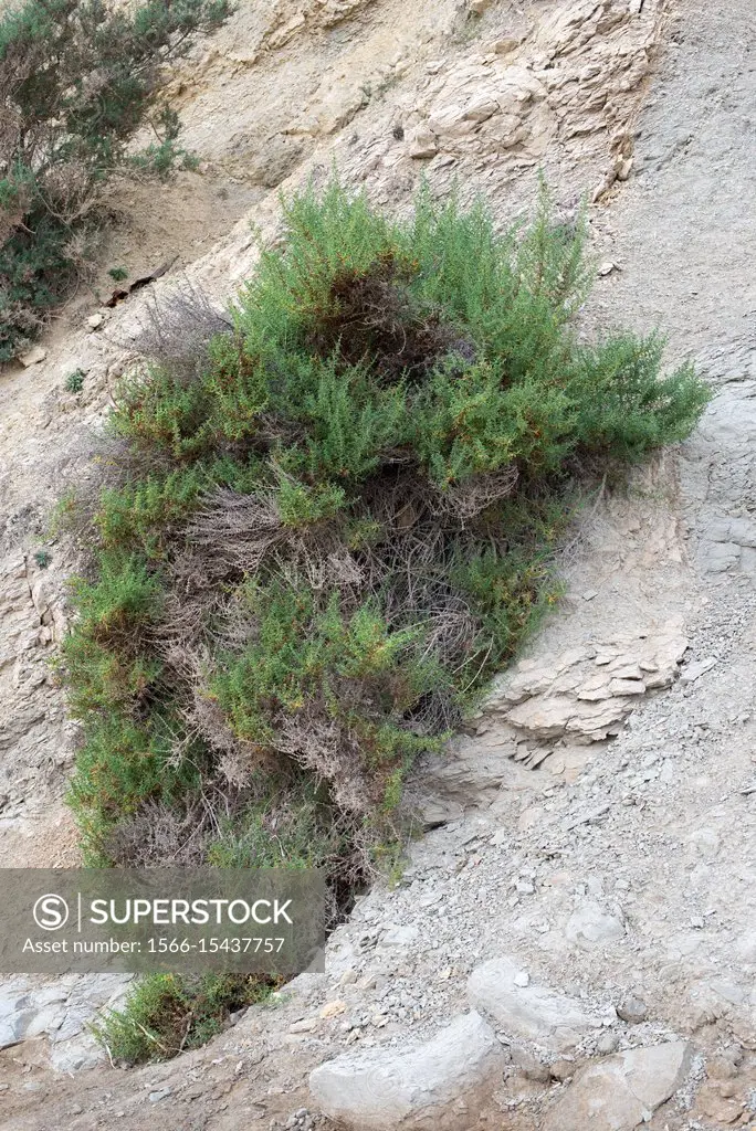 Salao borde (Salsola oppositifolia) is a shrub native to south Spain, Sicily and north Africa. This photo was taken in Portitxol, Alicante province, C...
