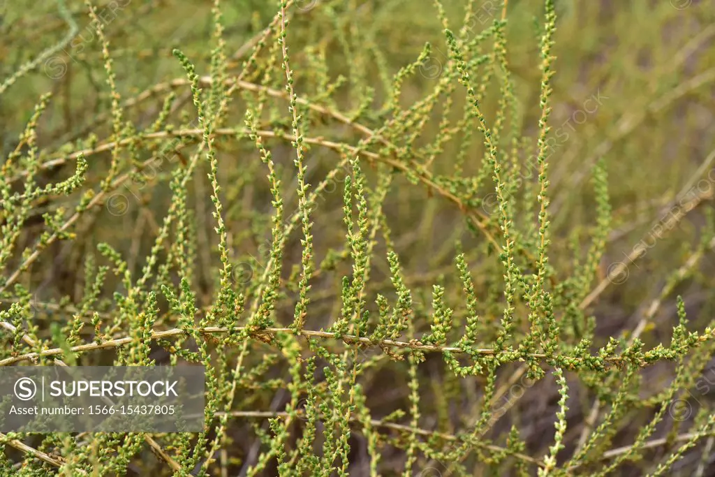 Mediterranean saltwort (Salsola vermiculata) is a shrub native to arids regions, southwestern Europe, north Africa and western Asia. This photo was ta...