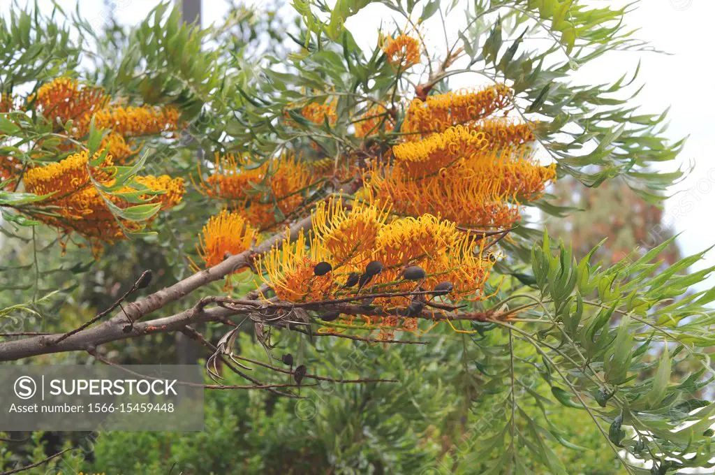 Silky oak or silver oak (Grevillea robusta) is an evergreen tree native to East Australia. Inflorescences and fruits detail.