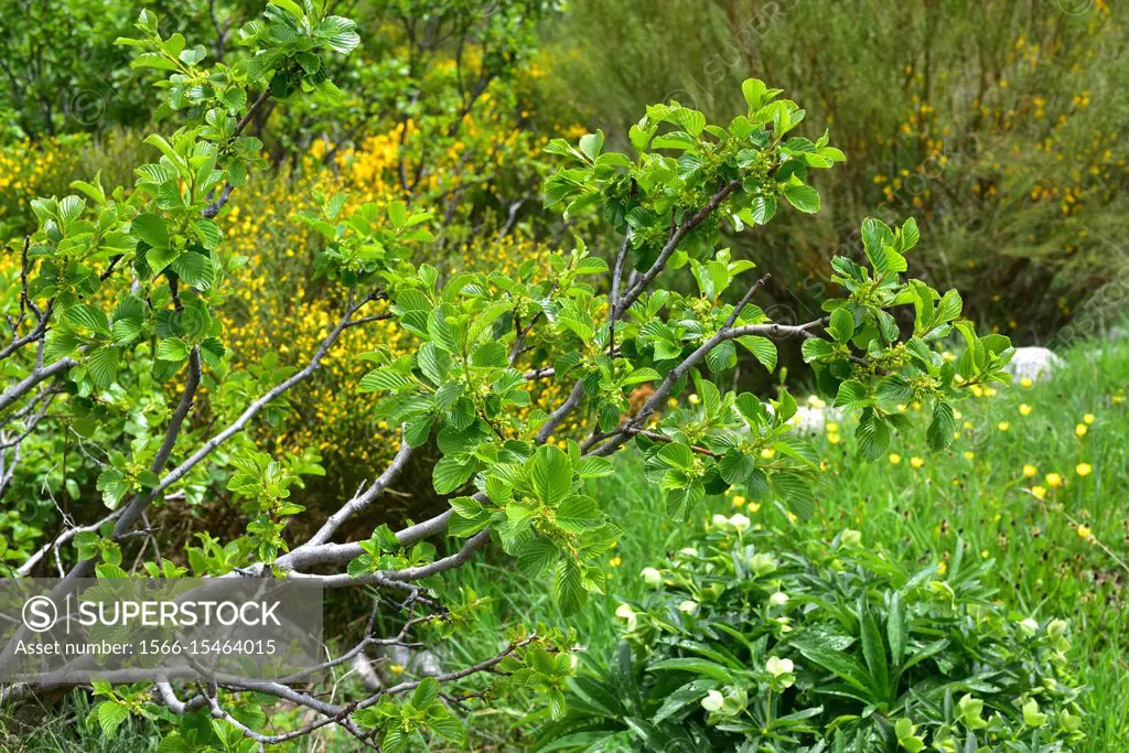 Alpine buckthorn or pudio (Rhamnus alpina or Rhamnus alpinus) is a deciduous shrub native to mountains of south Europe and north Africa. This photo wa...