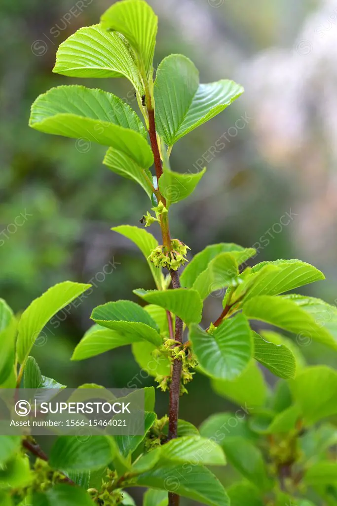 Alpine buckthorn or pudio (Rhamnus alpina or Rhamnus alpinus) is a deciduous shrub native to mountains of south Europe and north Africa. This photo wa...