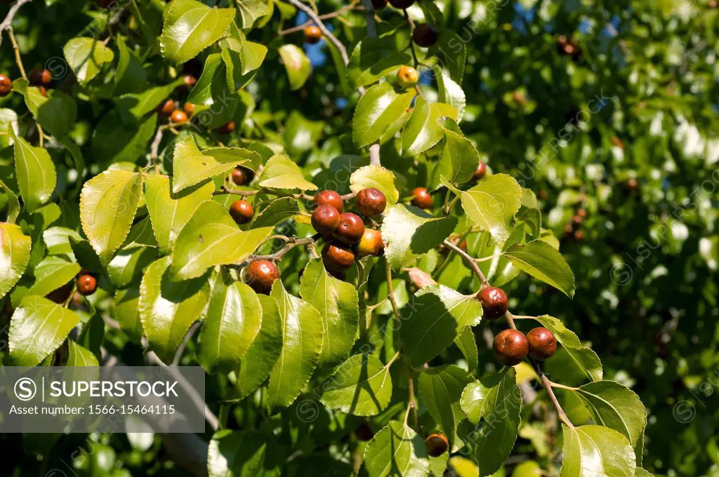 Buffalo thorn (Ziziphus mucronata) is a small tree native to South Africa. Its leaves and seeds are edible. Fruits (drupes) and leaves detail.