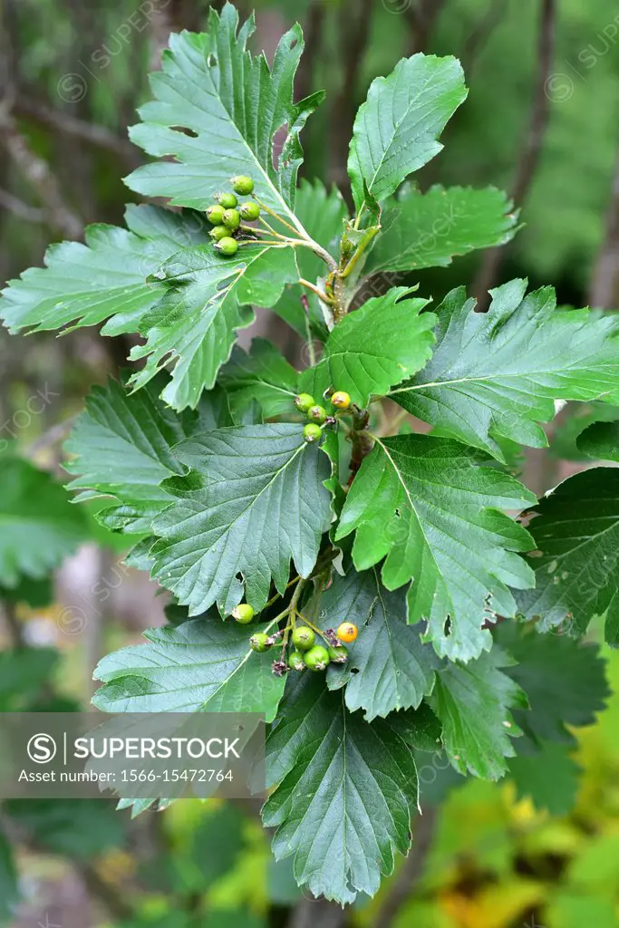 Checker tree (Sorbus torminalis) is a deciduous tree native to central Europe, south Europe mountains, north Africa and western Asia. Immature fruits ...