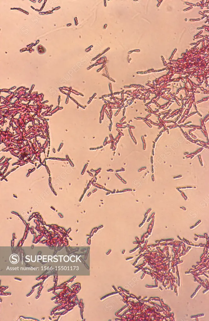 Escherichia coli bacterium.