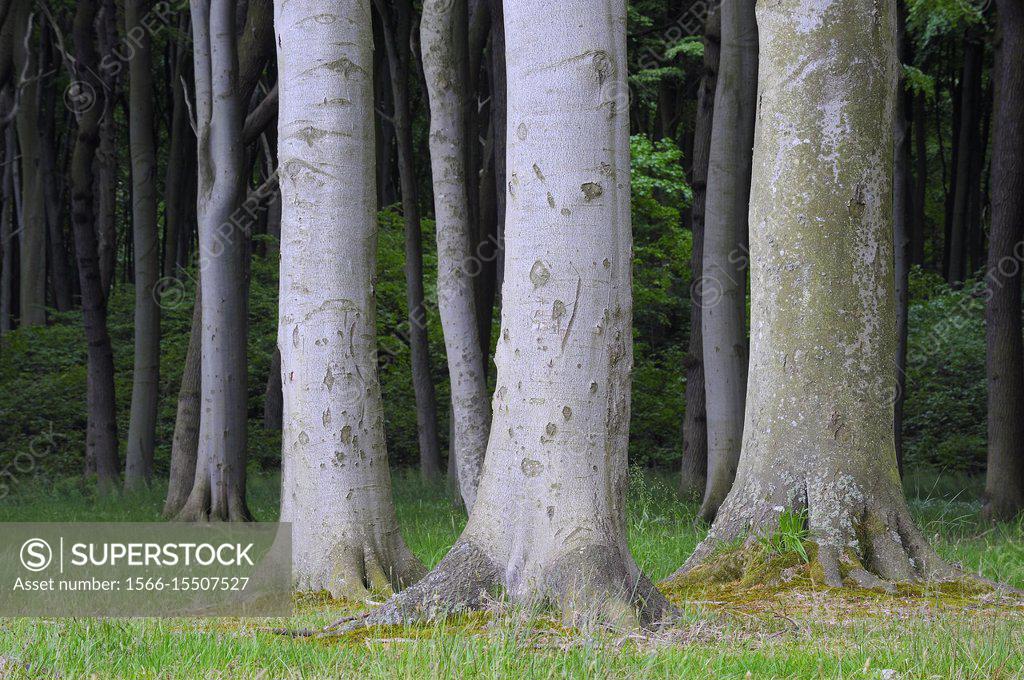 Beech tree (Fagus sylvatica) forest. Mecklenburg Vorpommern ...